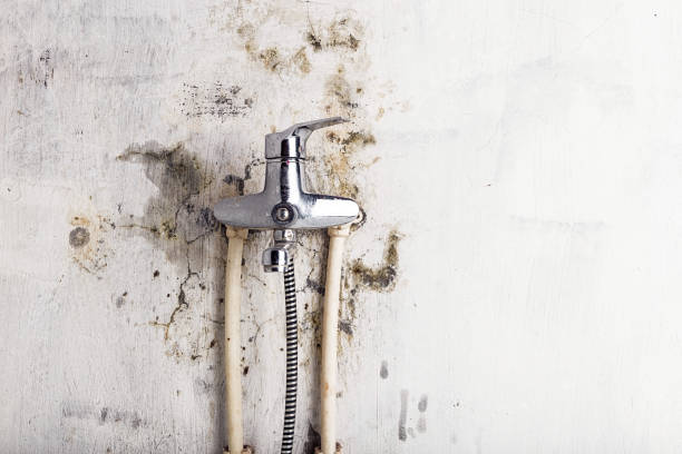 Reliable Beaverton, MI Mold Removal Solutions