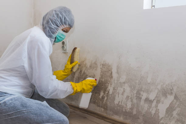 Best Commercial Mold Removal  in Beaverton, MI