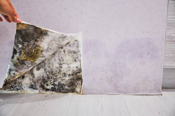 Best Fast Mold Removal  in Beaverton, MI